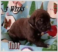 Thor, a male English Mastiff for sale in Waldron, AR – Photo 3 of 6