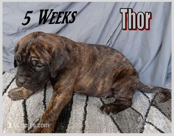 Thor – English Mastiff puppy for sale in Waldron, AR
