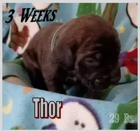 Thor, a male English Mastiff for sale in Waldron, AR – Photo 2 of 6