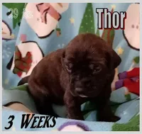 Thor, a male English Mastiff for sale in Waldron, AR – Photo 4 of 6