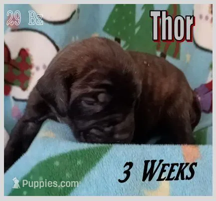 Thor, a male English Mastiff for sale in Waldron, AR – Photo 1 of 6