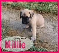 Millie AKC, a female English Mastiff for sale in Waldron, AR – 8 of 10