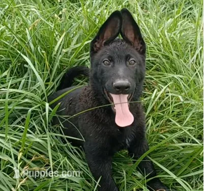 Adonis – German Shepherd Dog puppy for sale in Waldron, AR