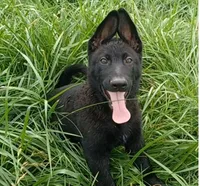 Adonis, a male German Shepherd Dog for sale in Waldron, AR – 1 of 6