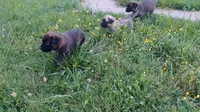 Rowdy, a male German Shepherd Dog and English Mastiff for sale in Waldron, AR – 5 of 10
