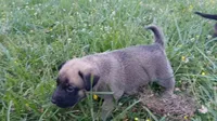 P!nk, a female German Shepherd Dog and English Mastiff for sale in Waldron, AR – 6 of 10