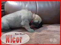 Nicor, a male English Mastiff for sale in Waldron, AR – 3 of 4
