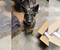 Miss Yellow, a female German Shepherd Dog for sale in Waldron, AR – 6 of 6
