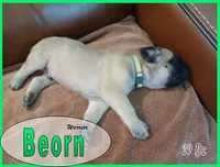 Beorn, a male English Mastiff for sale in Waldron, AR – 4 of 4