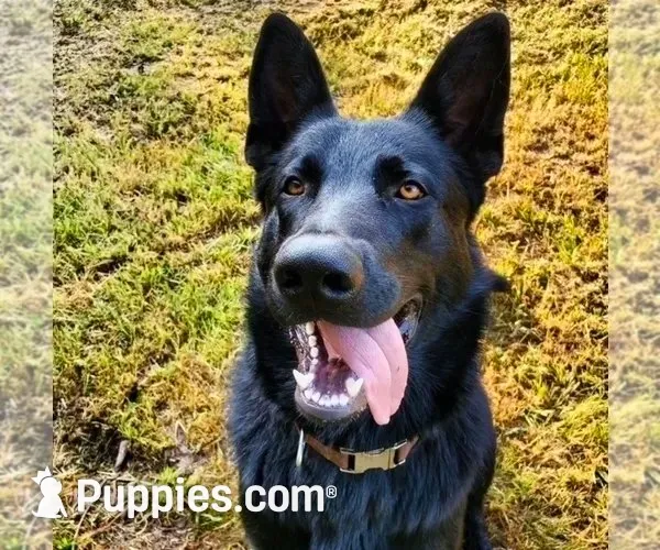 Miss Orange, a female German Shepherd Dog for sale in Waldron, AR – 2 of 3