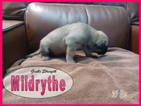 Mildrythe, a female English Mastiff for sale in Waldron, AR – 2 of 4