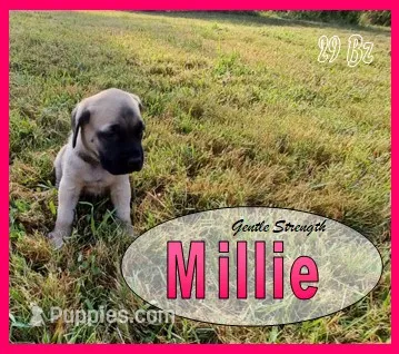Mildrythe – English Mastiff puppy for sale in Waldron, AR