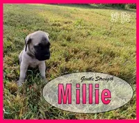 Millie AKC, a female English Mastiff for sale in Waldron, AR – 6 of 10