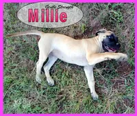 Millie AKC, a female English Mastiff for sale in Waldron, AR – 7 of 10