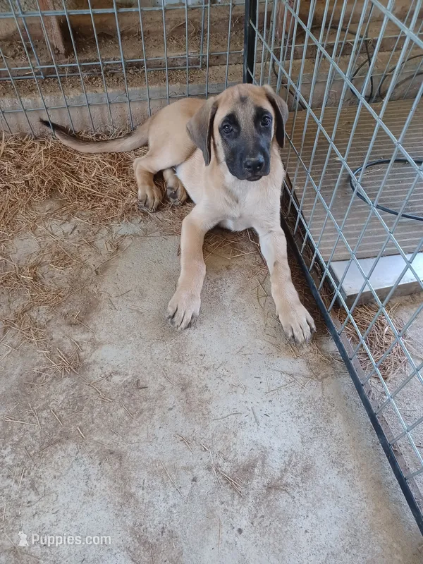 Jack – German Shepherd Dog, English Mastiff puppy for sale in Waldron, AR