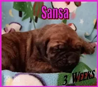 Sansa, a female English Mastiff for sale in Waldron, AR – Photo 1 of 6