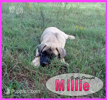 Millie AKC – English Mastiff puppy for sale in Waldron, AR