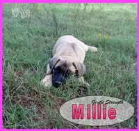 Millie AKC, a female English Mastiff for sale in Waldron, AR – 1 of 10