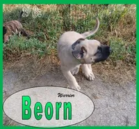 Beorn - AKC, a male English Mastiff for sale in Waldron, AR – 6 of 10