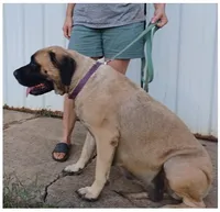 Zoey, a female English Mastiff for sale in Waldron, AR – 2 of 6