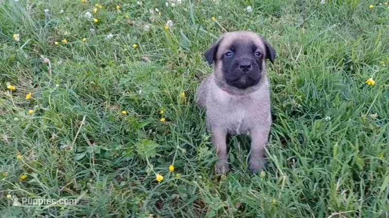P!nk – German Shepherd Dog, English Mastiff puppy for sale in Waldron, AR