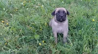 P!nk, a female German Shepherd Dog and English Mastiff for sale in Waldron, AR – 1 of 10