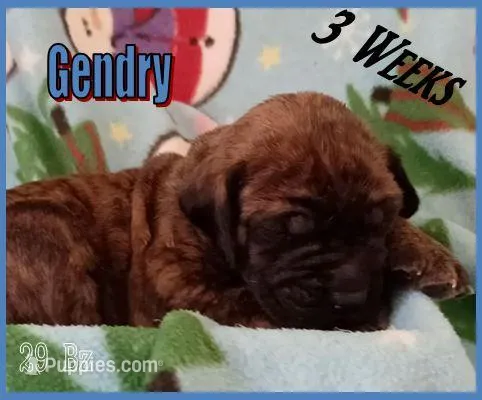 Gendry, a male English Mastiff for sale in Waldron, AR – Photo 1 of 6