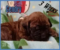 Gendry, a male English Mastiff for sale in Waldron, AR – Photo 1 of 6