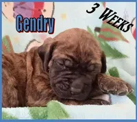 Gendry, a male English Mastiff for sale in Waldron, AR – Photo 3 of 6
