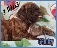 Gendry, a male English Mastiff for sale in Waldron, AR – Photo 2 of 6