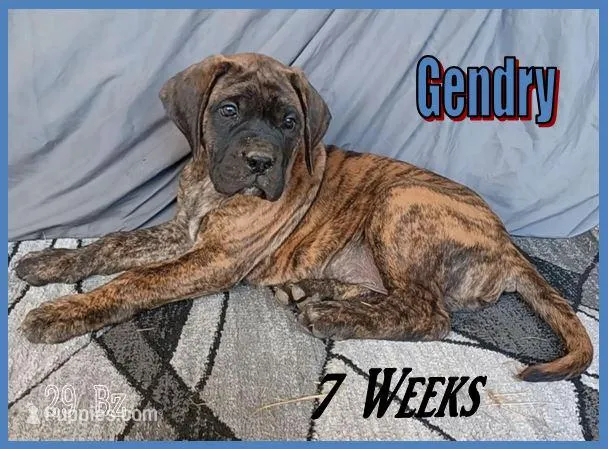 Gendry – English Mastiff puppy for sale in Waldron, AR