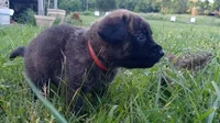 Rowdy, a male German Shepherd Dog and English Mastiff for sale in Waldron, AR – 1 of 10