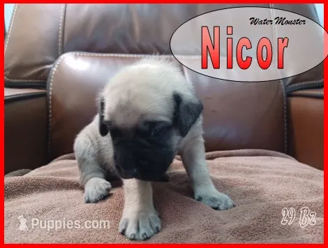 Nicor – English Mastiff puppy for sale in Waldron, AR