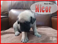 Nicor, a male English Mastiff for sale in Waldron, AR – 1 of 4