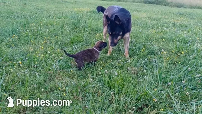 Walter, a male German Shepherd Dog and English Mastiff for sale in Waldron, AR – 7 of 10