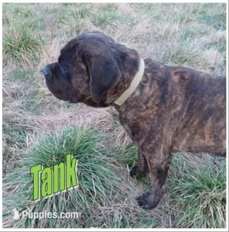 Storm, a female German Shepherd Dog and English Mastiff for sale in Waldron, AR – 5 of 6