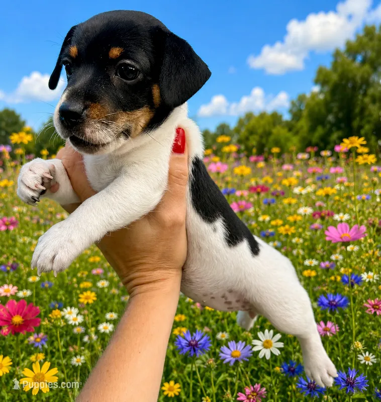 Raven – Jack Russell Terrier puppy for sale in Fort Pierce, FL
