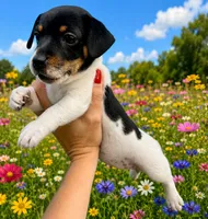 Raven, a female Jack Russell Terrier for sale in Fort Pierce, FL – 1 of 6