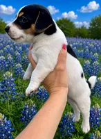Domino, a male Jack Russell Terrier for sale in Fort Pierce, FL – 2 of 5