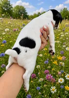 Willow, a female Jack Russell Terrier for sale in Fort Pierce, FL – 3 of 6
