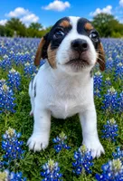Domino, a male Jack Russell Terrier for sale in Fort Pierce, FL – 5 of 5
