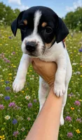 Willow, a female Jack Russell Terrier for sale in Fort Pierce, FL – 2 of 6