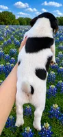 Domino, a male Jack Russell Terrier for sale in Fort Pierce, FL – 3 of 5