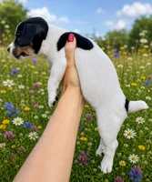 Willow, a female Jack Russell Terrier for sale in Fort Pierce, FL – 4 of 6