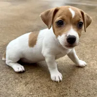 Tanny, a female Jack Russell Terrier for sale in Fort Pierce, FL – Photo 5 of 9