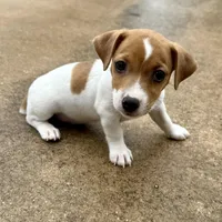 Tanny, a female Jack Russell Terrier for sale in Fort Pierce, FL – Photo 9 of 9