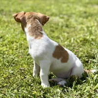 Tanny, a female Jack Russell Terrier for sale in Fort Pierce, FL – Photo 4 of 9