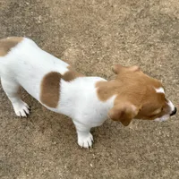 Tanny, a female Jack Russell Terrier for sale in Fort Pierce, FL – Photo 7 of 9
