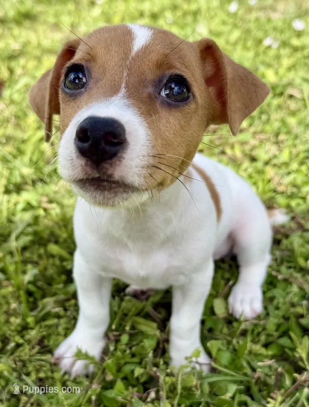 Tanny – Jack Russell Terrier puppy on hold in Fort Pierce, FL