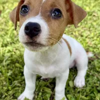 Tanny, a female Jack Russell Terrier for sale in Fort Pierce, FL – Photo 1 of 9